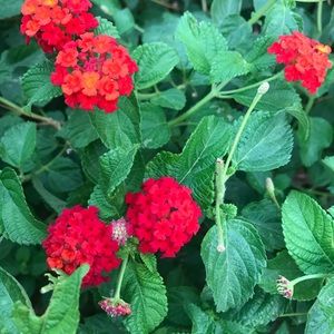 Meet your Posher, Jose